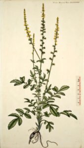 agrimony