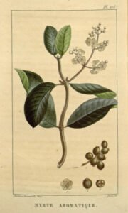 allspice