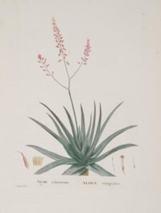 aloe vera