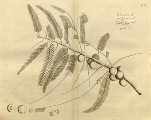 amla