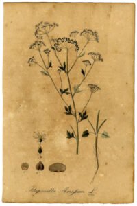 anise
