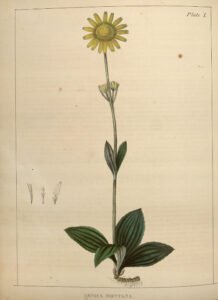 arnica