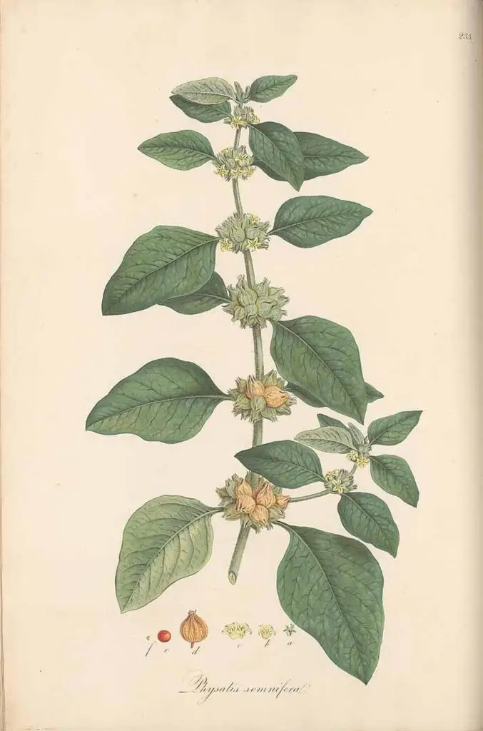 ashwagandha