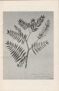 astragalus