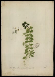 bacopa