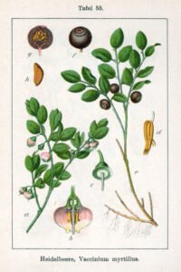 bilberry