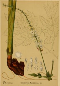 black cohosh