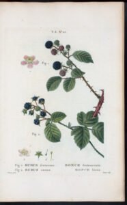 blackberry leaf