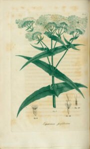 boneset