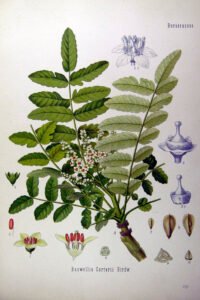 boswellia