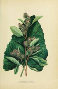 burdock root