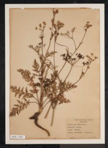 caraway