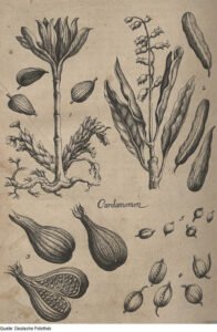 cardamom