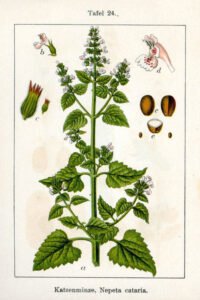 catnip