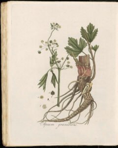 celery seed
