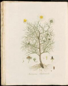 chamomile