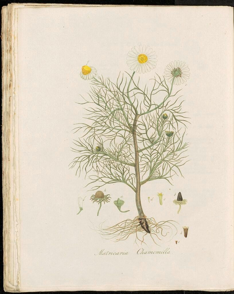 chamomile