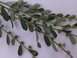 chanca piedra