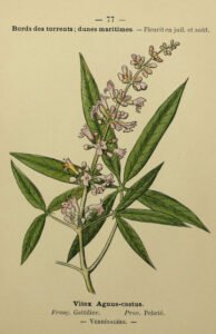 chasteberry