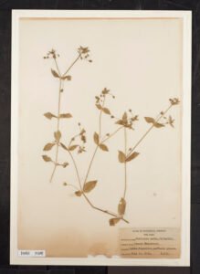 chickweed