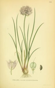 chives