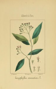 clove
