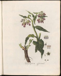 comfrey