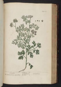 coriander cilantro