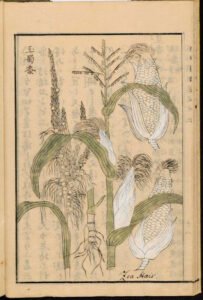 corn silk