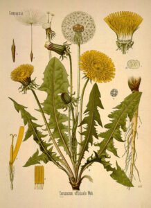 dandelion
