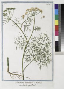 dill