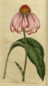 echinacea