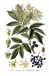 elderberry