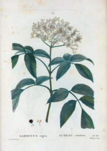elderflower