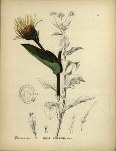 elecampane