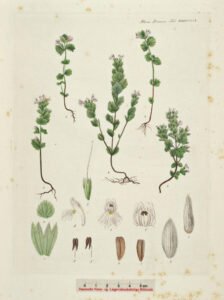 eyebright