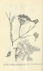 fennel