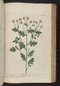 feverfew