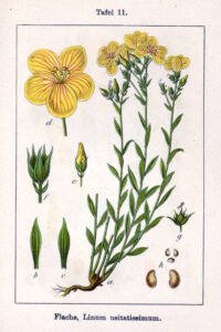 flaxseed