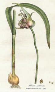 garlic