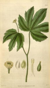 goldenseal