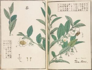 green tea