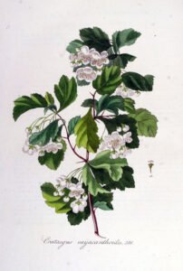 hawthorn