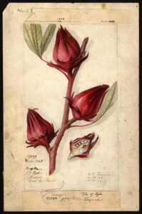 hibiscus