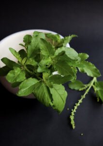 holy basil