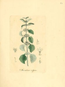 horehound