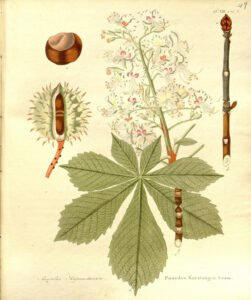 horse chestnut