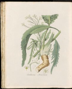 horseradish