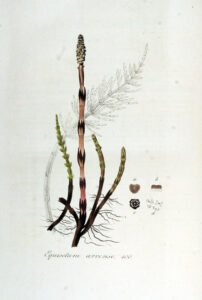 horsetail