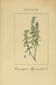 hyssop